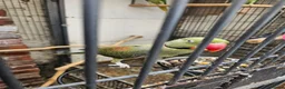 Mixed Breed birds for sale: Alexandraine  - Advert 5