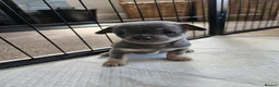 Chihuahua dogs for sale: Only 1 left ## Smoothcoat Chihuahua puppy for sale - Advert 22