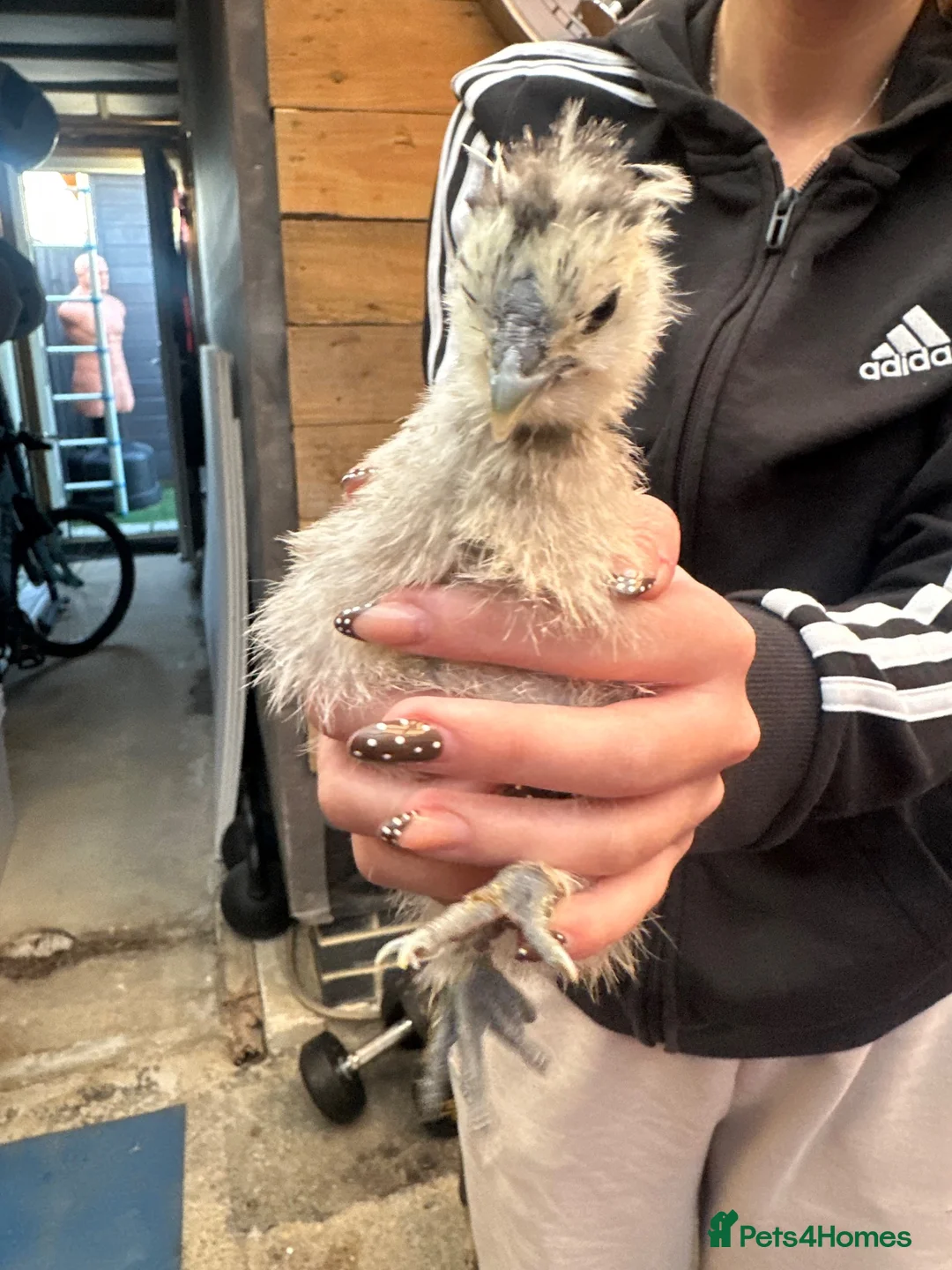 Chickens poultry for sale: Bantam silkie chicks  in Ashford - Advert 4
