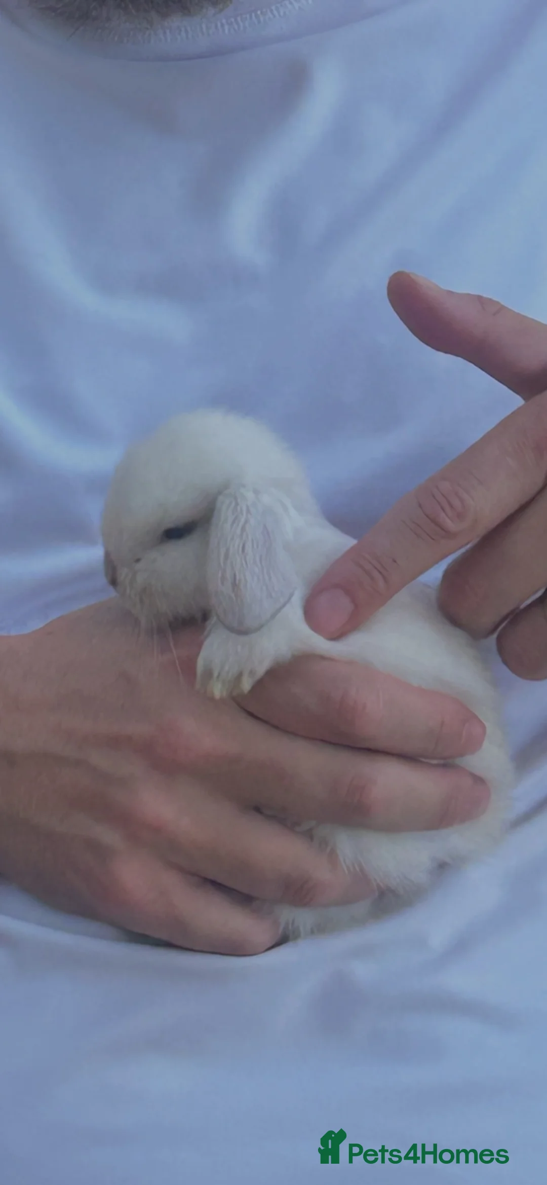Mini Lop rabbits for sale: Stunning mini lop babies - fabulous temperaments  - Advert 11