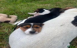 Mixed Breed dogs for sale: Beautiful beagle cross puppies - Image 5