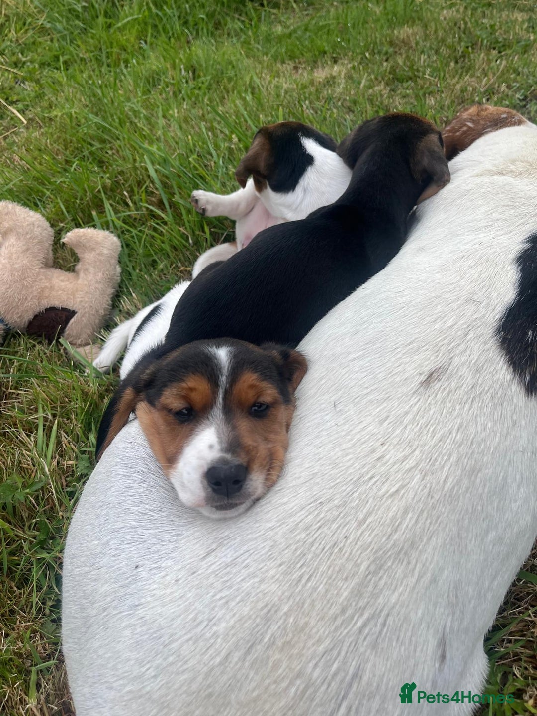 Mixed Breed dogs for sale: Beautiful beagle cross puppies - Image 5