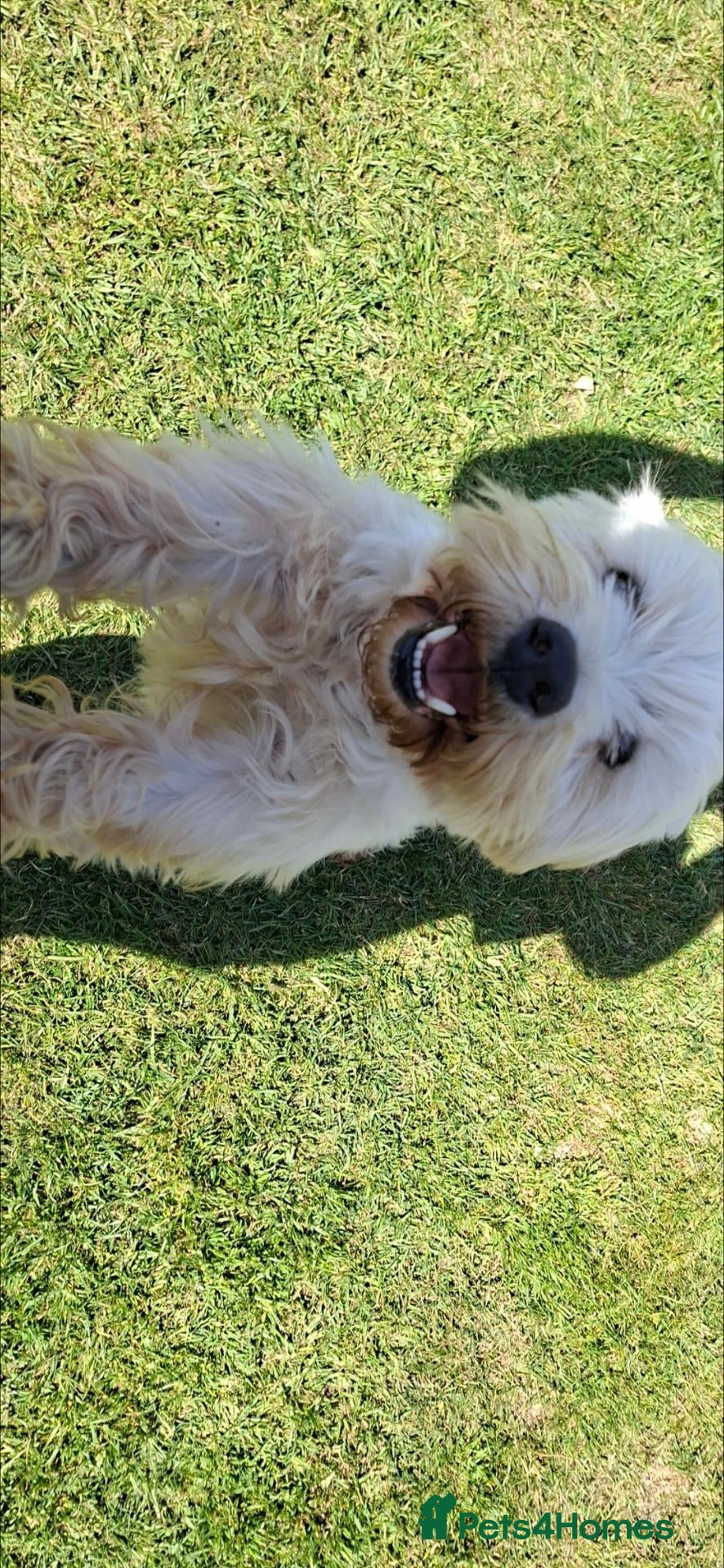 West Highland Terrier dogs Stunning West Highland Terrier Puppies - Advert 1