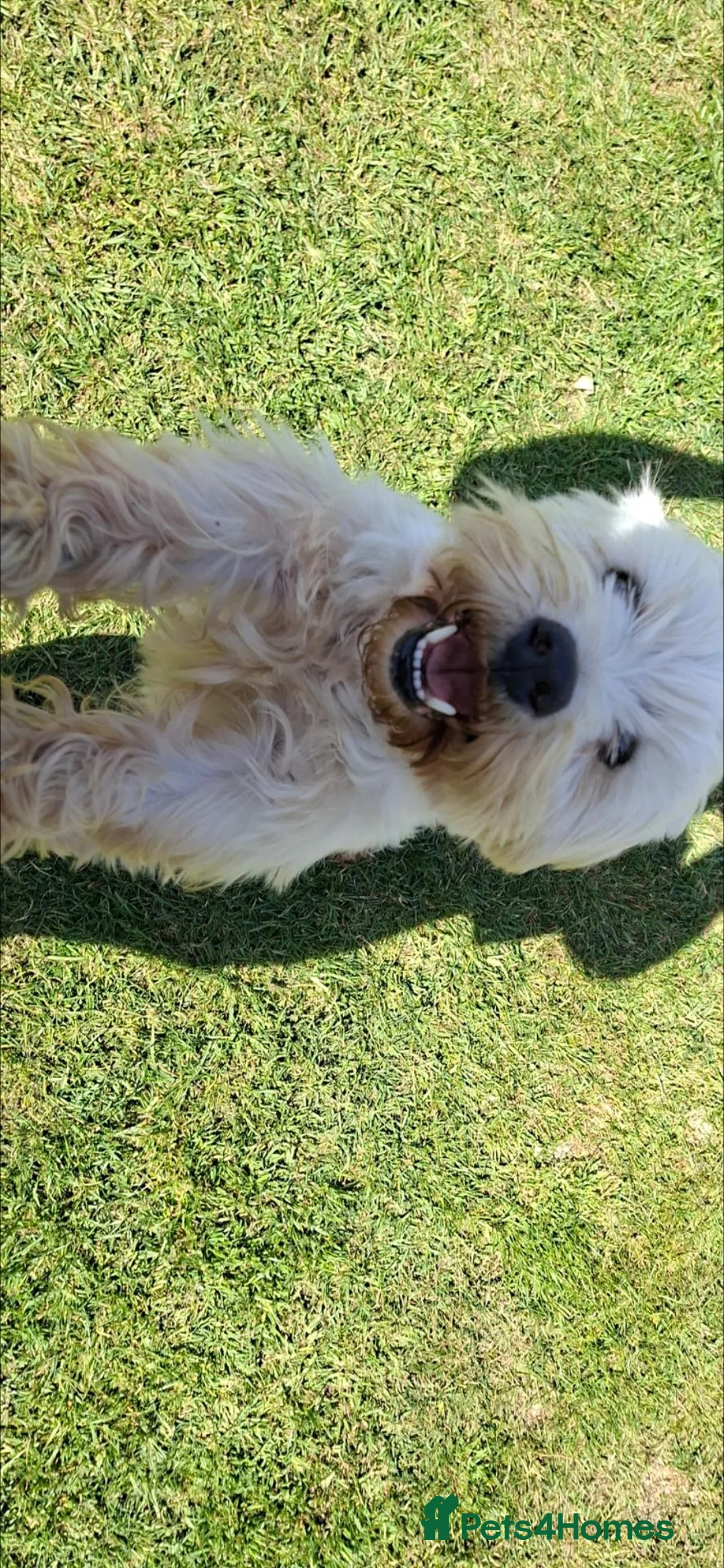 West Highland Terrier dogs for sale: Stunning West Highland Terrier Puppies - Advert 1