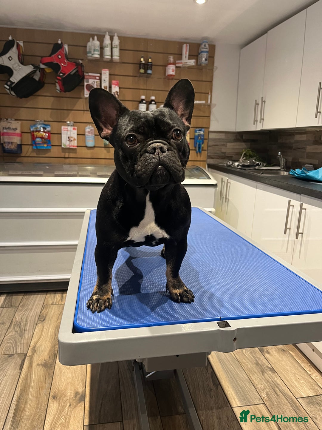 Mixed Breed dogs for sale: Two Gorgeous Boys ready to go! - Image 8