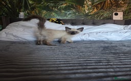 Ragdoll cats for sale: Beautiful ragdoll kittens  - Image 8