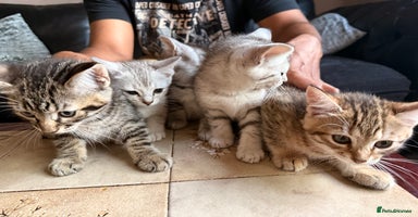Mixed Breed cats - Advert 2