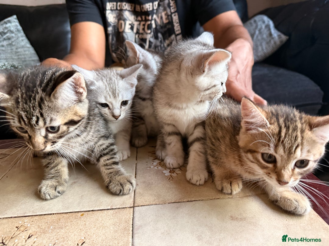 Mixed Breed cats for sale: Cutest kittens!  - Image 3