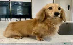 Dachshund dogs for sale: Kc boy dachshund  - Image 4