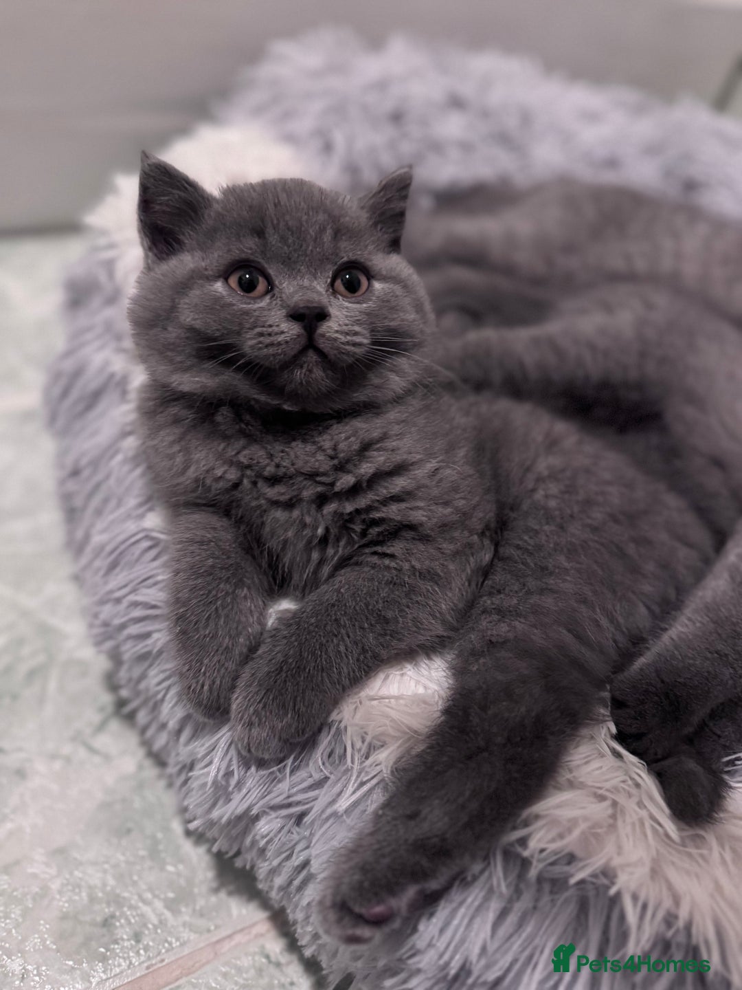 British Shorthair cats for sale: British shorthair kittens 🐈‍⬛ - Advert 18