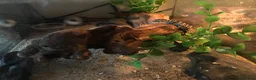 Gecko reptiles for sale: Cb25 & 26 Viper Geckos - Advert 3