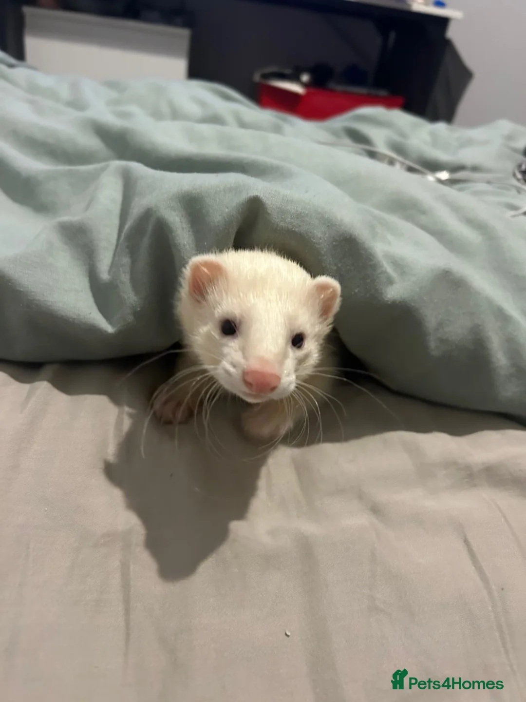 Ferret rodents for sale: Male Ferret  - Advert 5