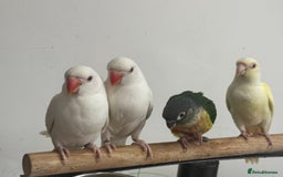 Conures birds for sale: Hand Reared Tame baby conures  - Image 13