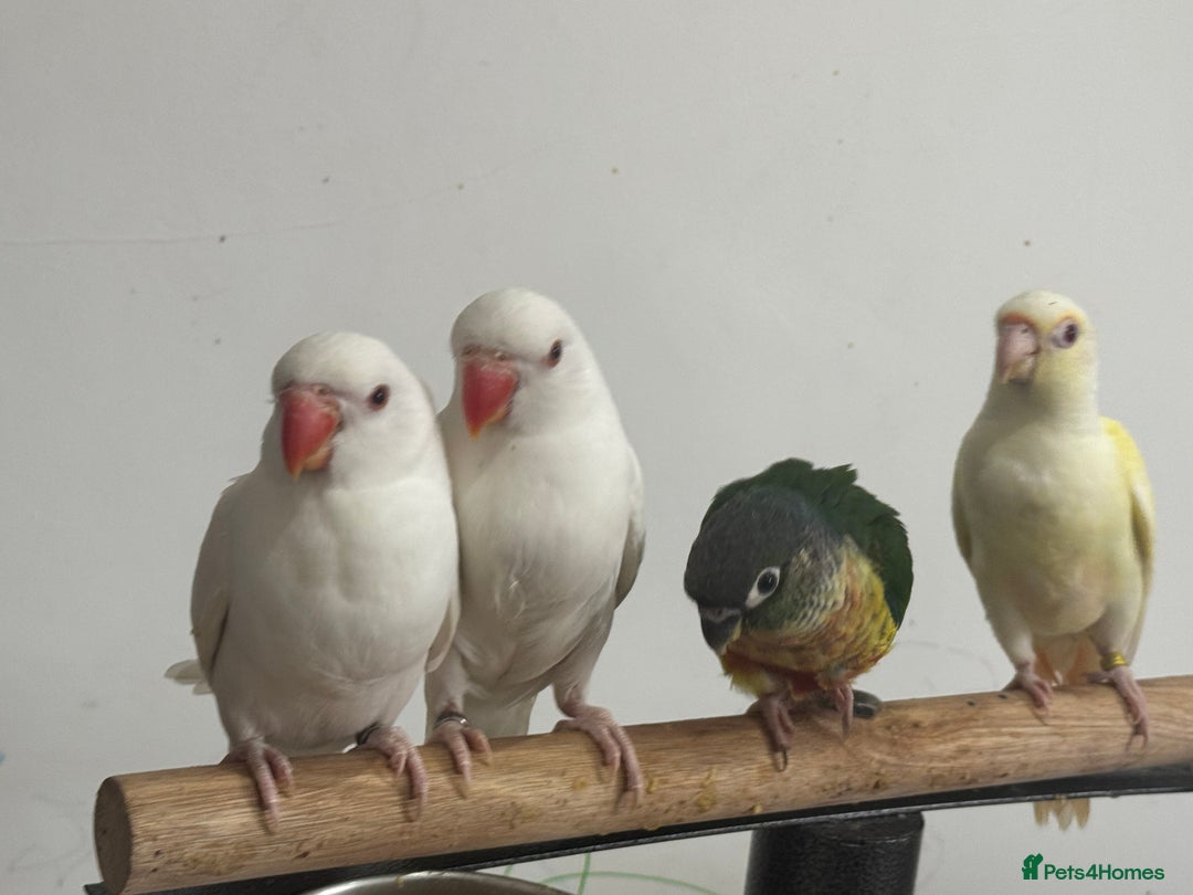 Conures birds for sale: Hand Reared Tame baby conures  - Image 13