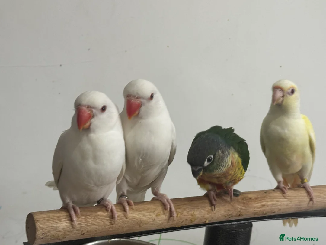 Conures birds for sale: Hand Reared Tame baby conures  - Advert 13