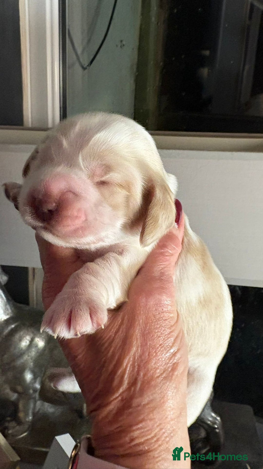 Cocker Spaniel dogs for sale: Show cocker spaniel pups - Advert 8