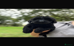 Mini Goldendoodle dogs for sale: 🐶Golden doodle puppies for sale ready to leave🐶 - Image 8