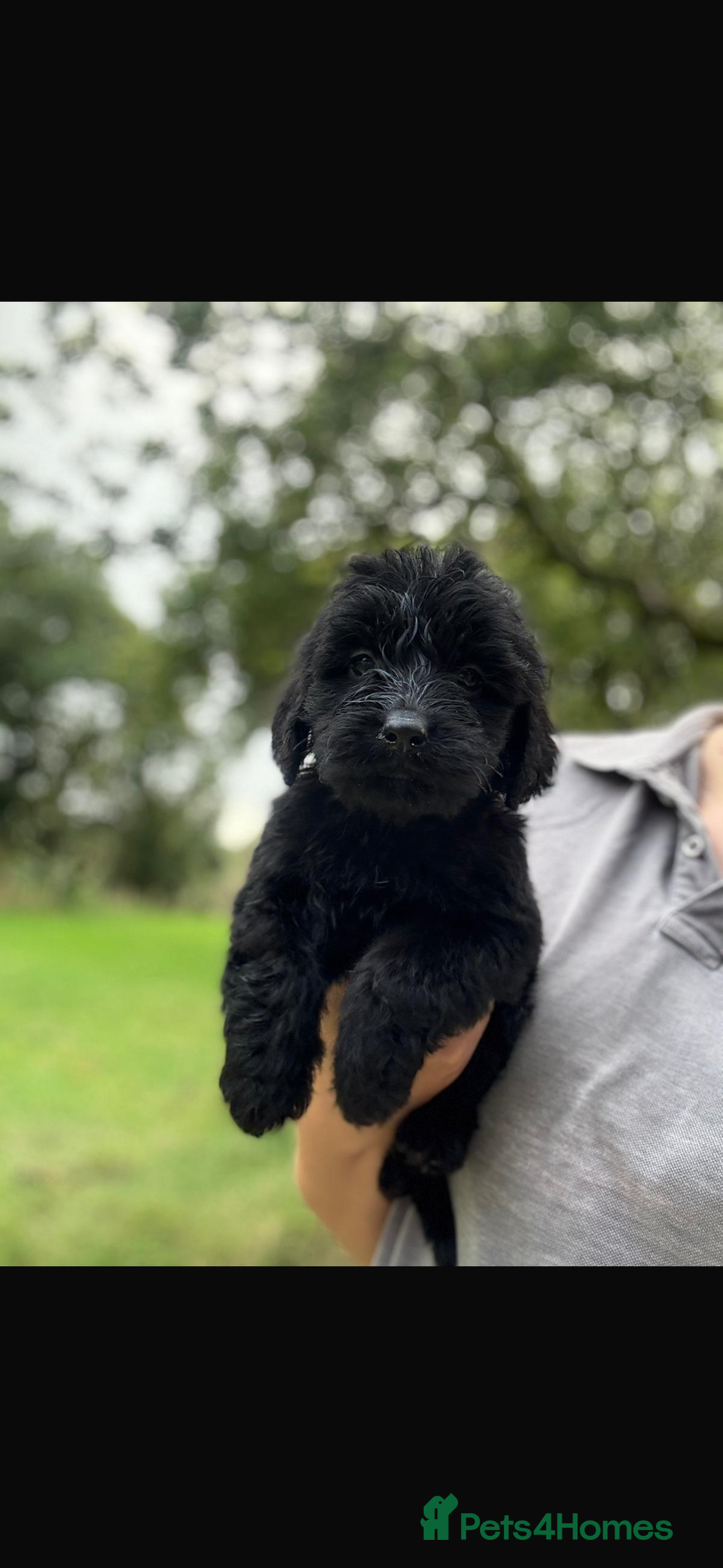 Mini Goldendoodle dogs for sale: 🐶Golden doodle puppies for sale ready to leave🐶 - Image 8