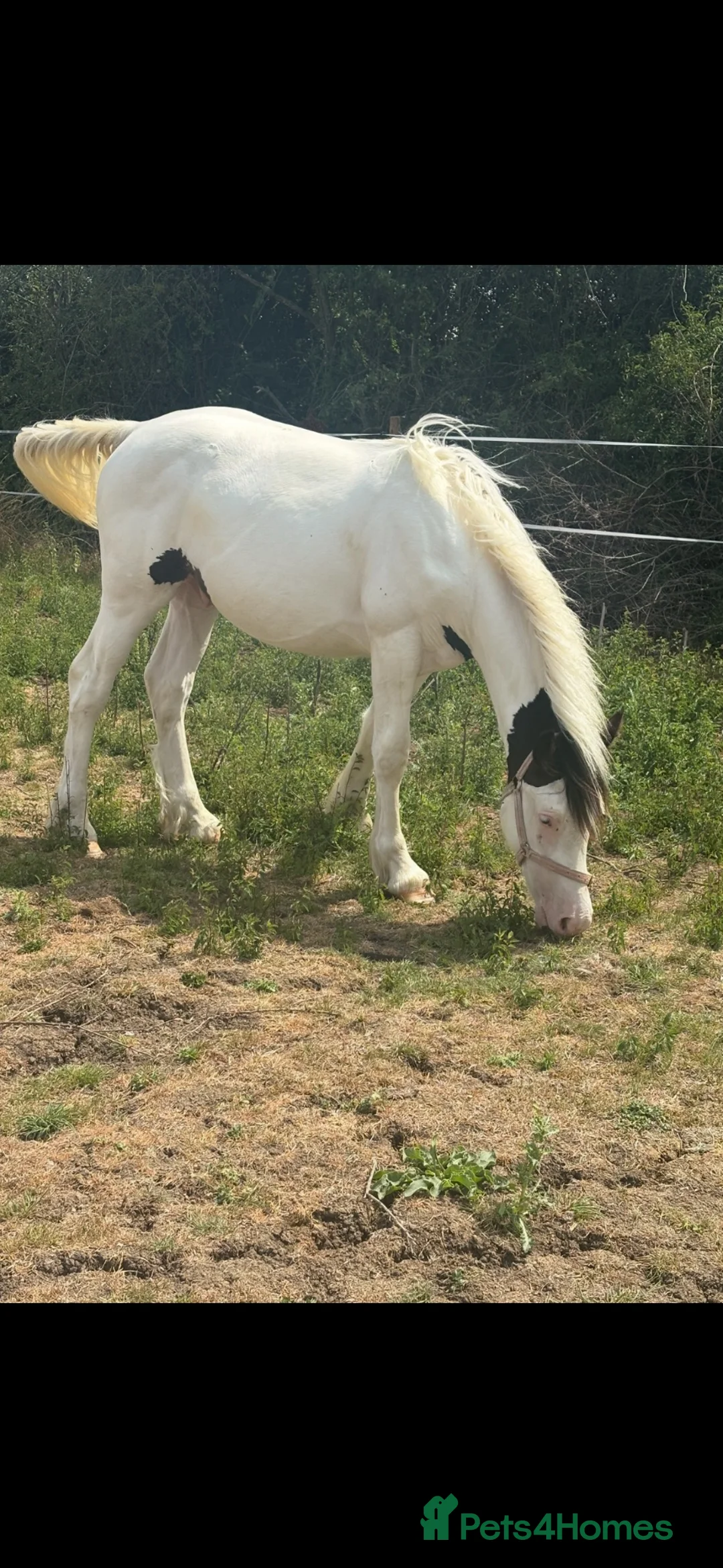 Welsh Section D horses for sale: Yearling Welsh cob cross traditional gelding  - Advert 2