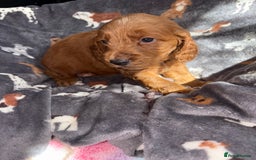 Cockapoo dogs for sale: 8 gorgeous little cockapoo puppies for sale - Image 6