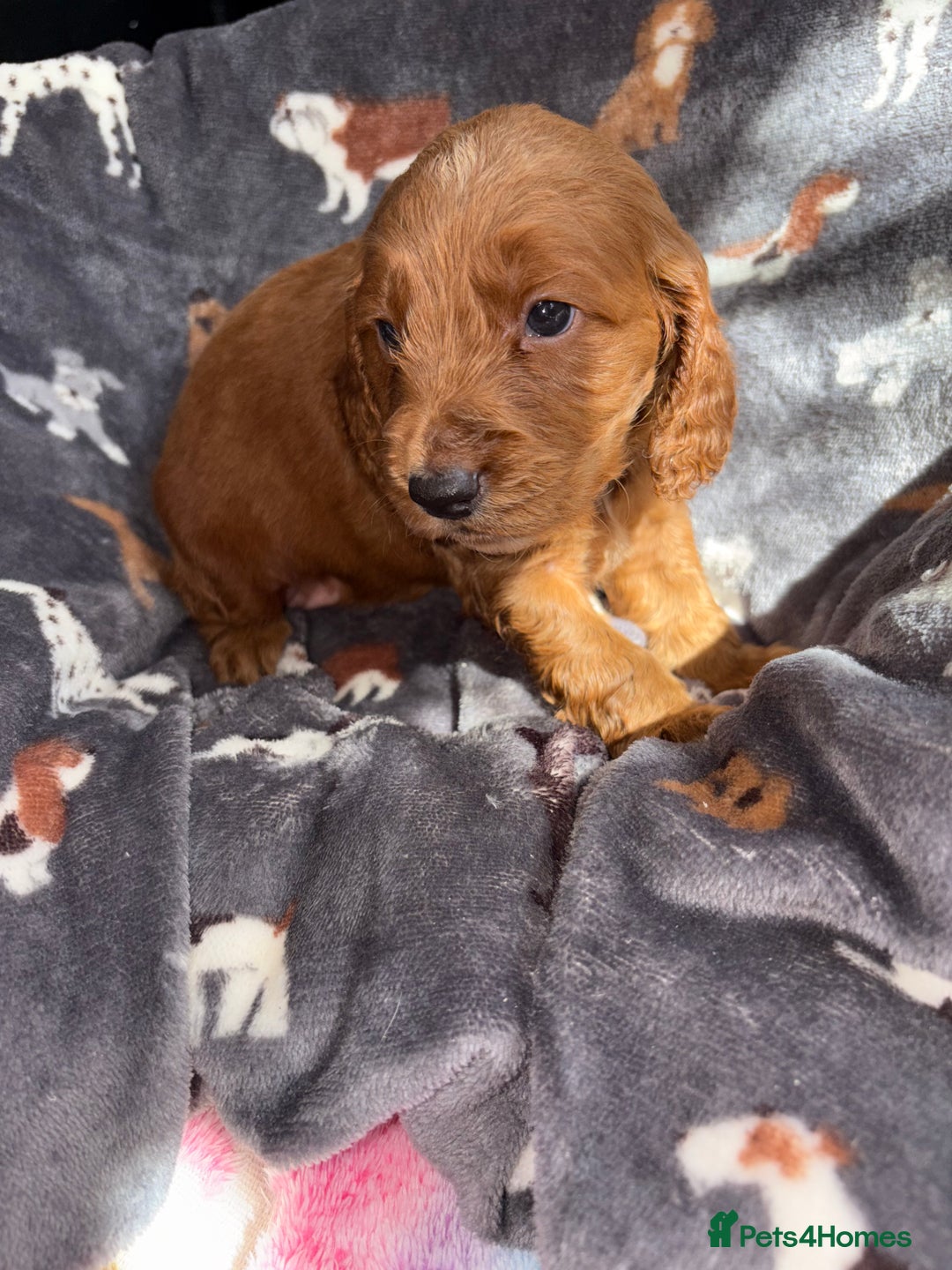 Cockapoo dogs for sale: 8 gorgeous little cockapoo puppies for sale - Image 6