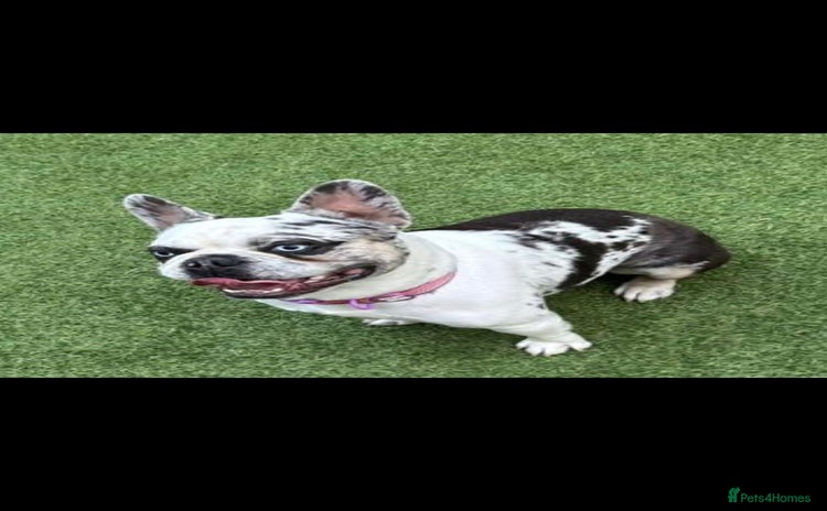 French Bulldog dogs Koi frenchie carrying fluffy and rojo - Advert 2