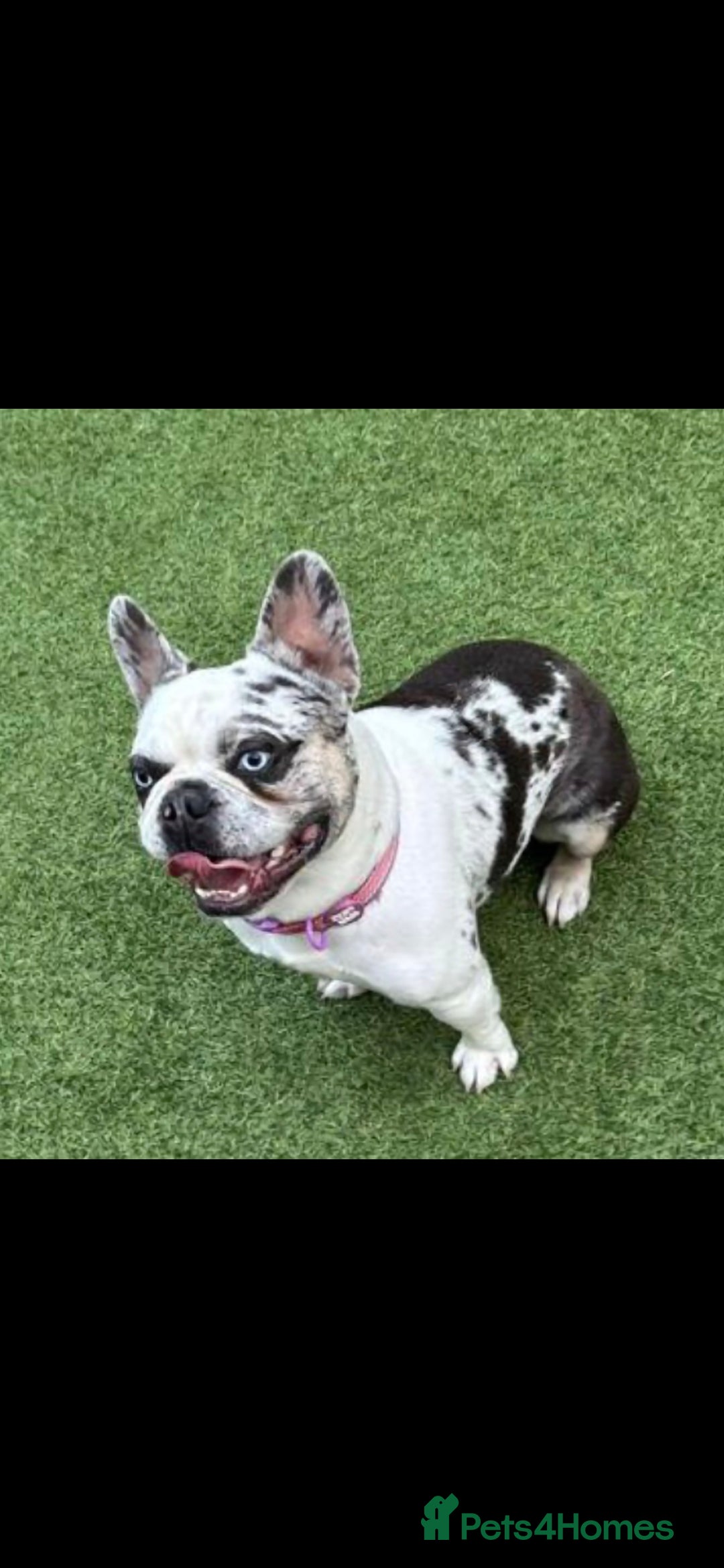 French Bulldog dogs for stud: Koi frenchie carrying fluffy and rojo - Advert 1