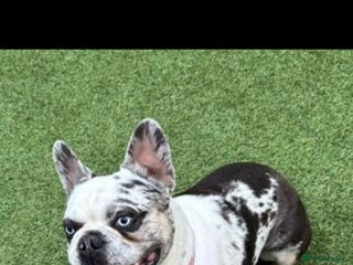 French Bulldog dogs Koi frenchie carrying fluffy and rojo - Advert 6