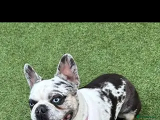 French Bulldog dogs Koi frenchie carrying fluffy and rojo - Advert 2