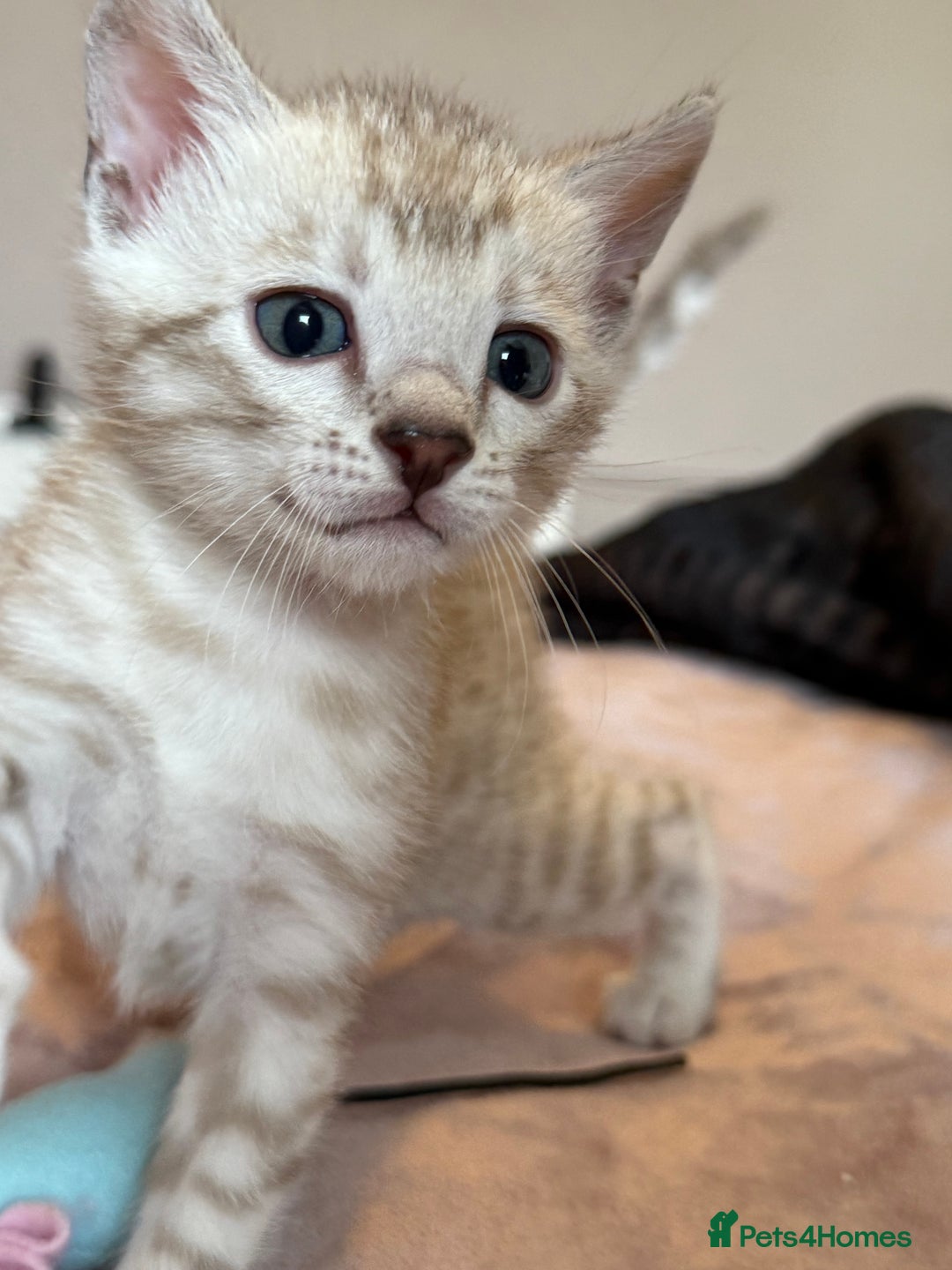 Bengal cats for sale: 💙Stunning Silver Mink Bengal TICA registered  - Image 17