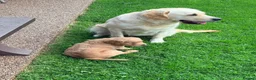 Goldendoodle dogs for sale: Stunning Male Goldendoodle - Advert 1