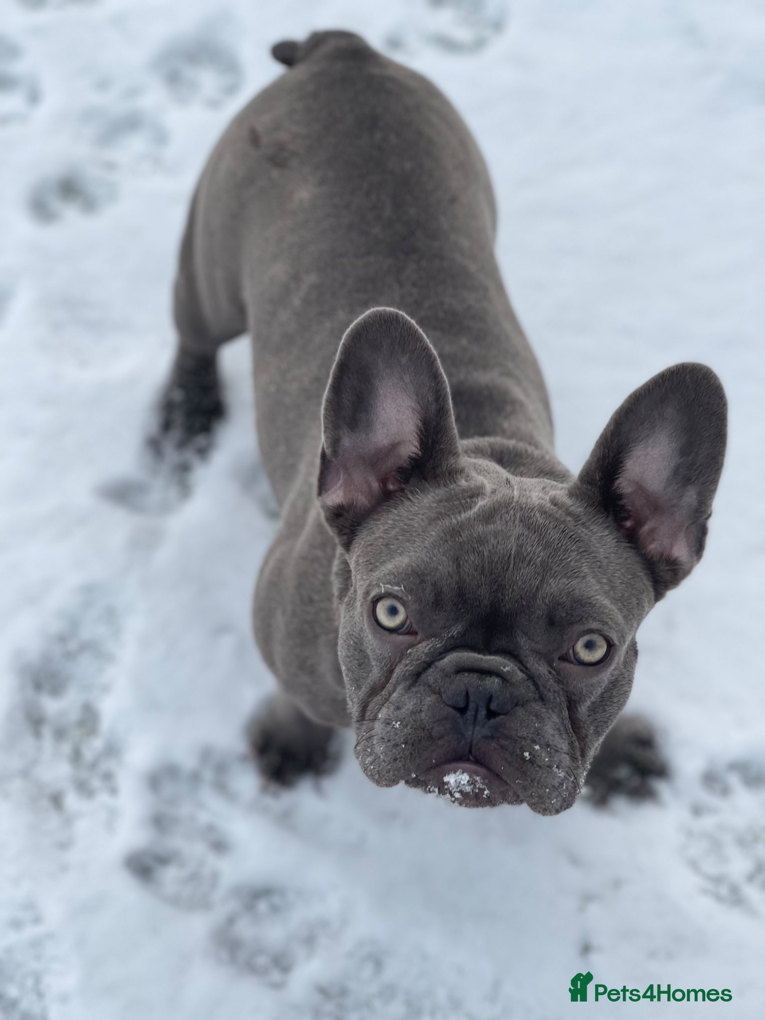 French Bulldog dogs for sale: Female 3 year old frenchie  - Advert 1