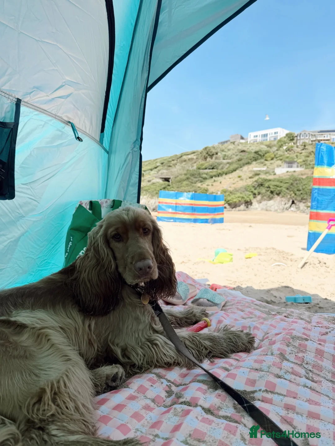 Cocker Spaniel dogs for sale: Rehoming our beautiful Otis  - Advert 2