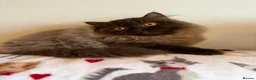 British Longhair cats for sale: Chocolate BLH boys TICA registration  - Advert 5