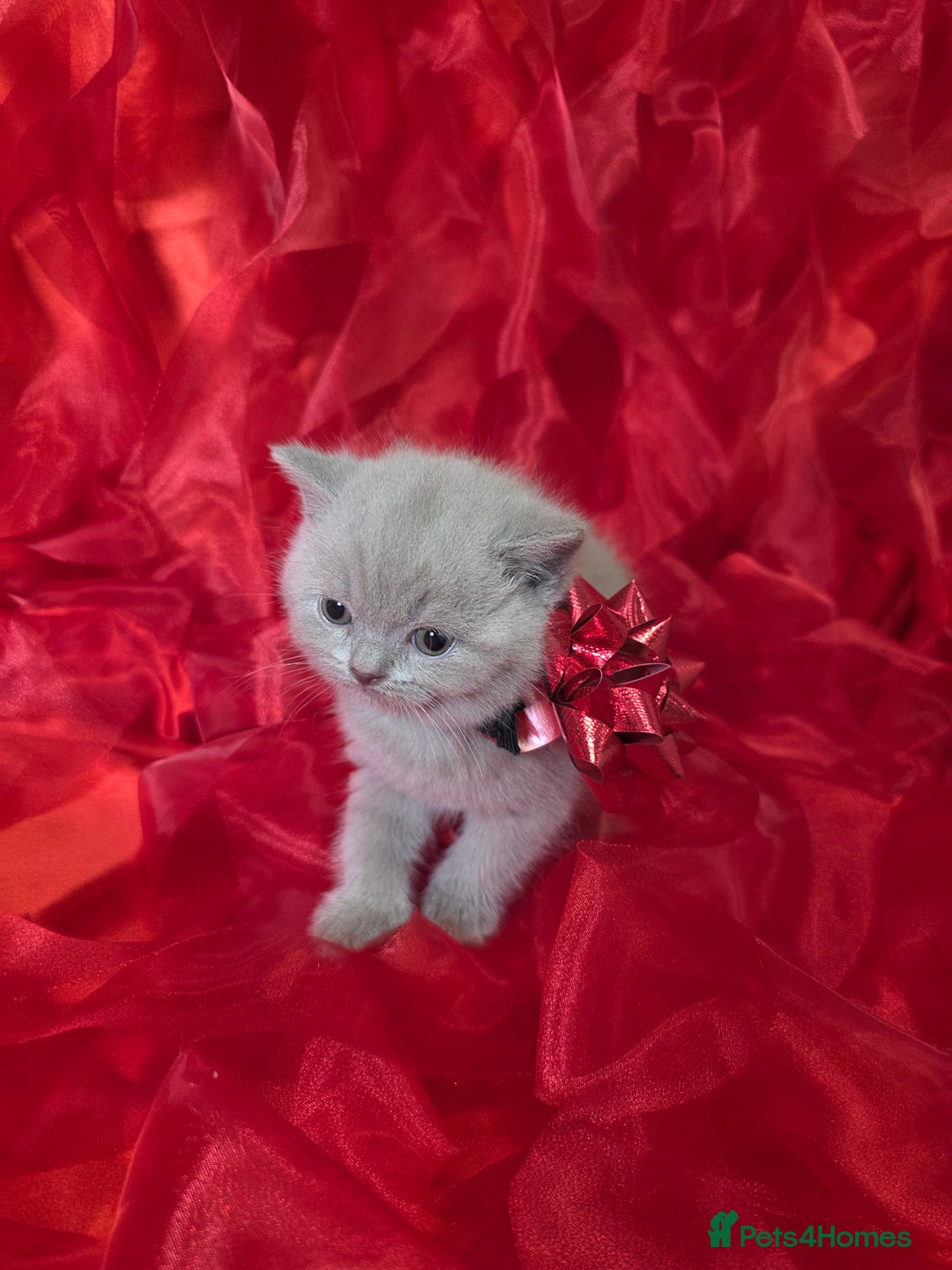 British Shorthair cats for sale: Beautiful British Shorthair Kittens for LovingHome - Advert 18