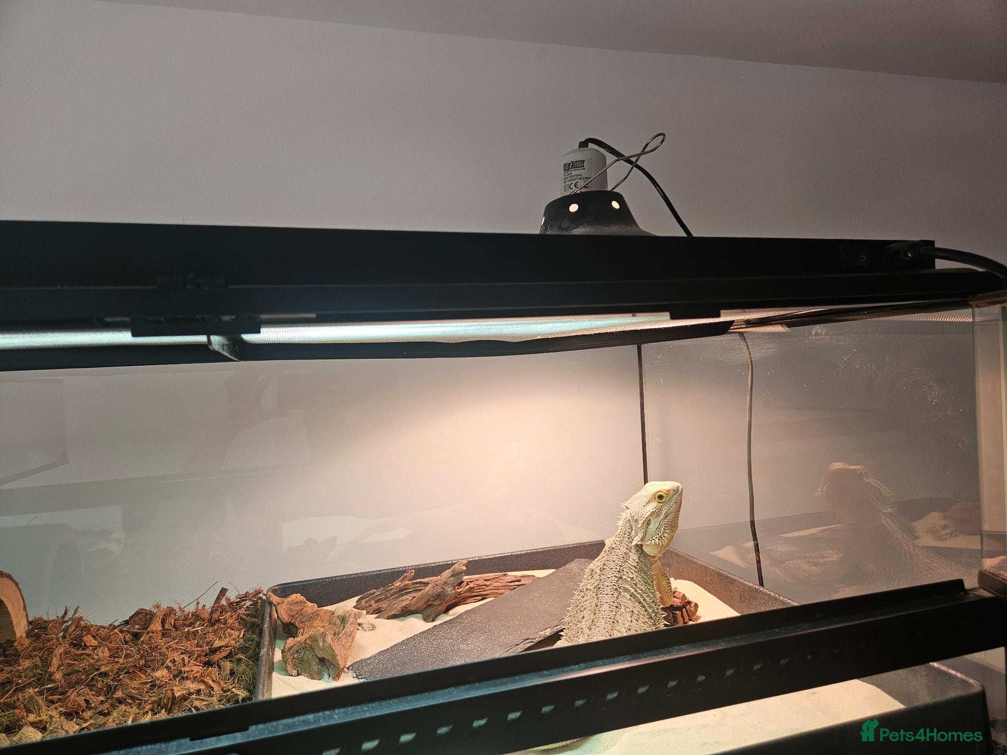 Bearded Dragon reptiles Adult male beardie  - Advert 17