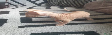 Sphynx Kitten 4