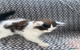Mixed Breed cats for sale: Chocolate black and white kitten  - Image 3