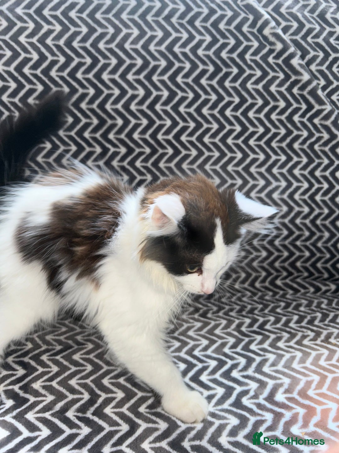 Mixed Breed cats for sale: Chocolate black and white kitten  - Image 3