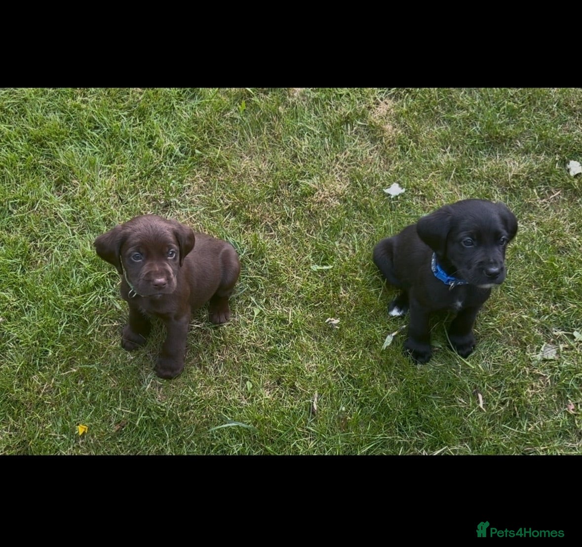 Cockerdor dogs LAST 3 BOYS Working Cockador Pups chocolate black  - Advert 1