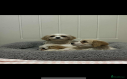 Cavachon dogs for sale: Cavachon Puppies  - Advert 4