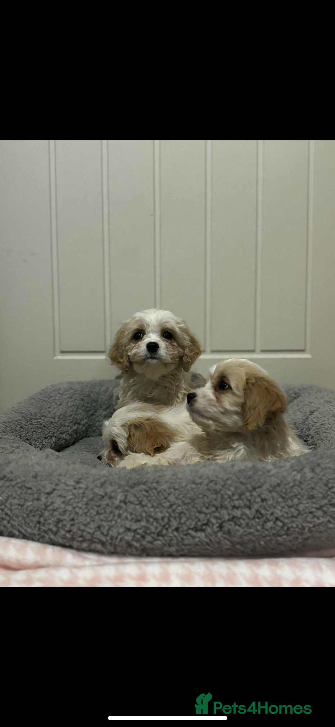 Cavachon dogs for sale: Cavachon Puppies  - Advert 4
