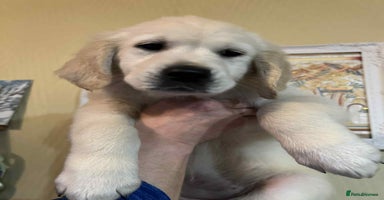 Golden Retriever dogs - Advert 15