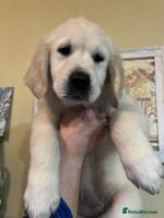 Golden Retriever dogs - Advert 9