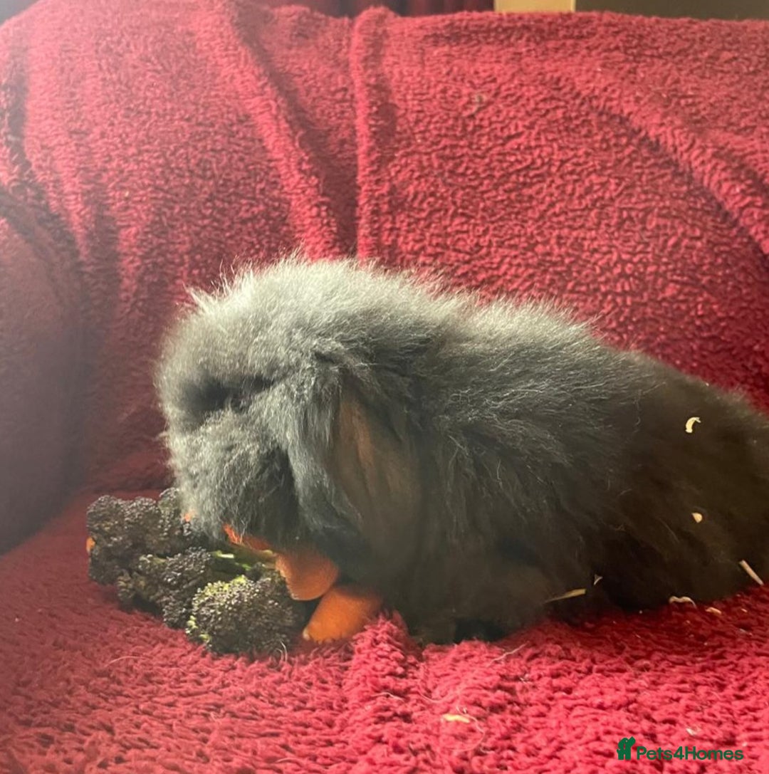 Mixed Breed rabbits for sale: Minilop, lionhead and mixed breed baby rabbits. - Image 18