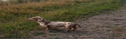 Miniature Dachshund dogs for stud: For stud only. in Grimsby - Advert 4