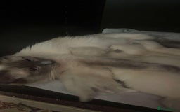 Ragdoll cats for sale: ragdoll kittens  - Image 10