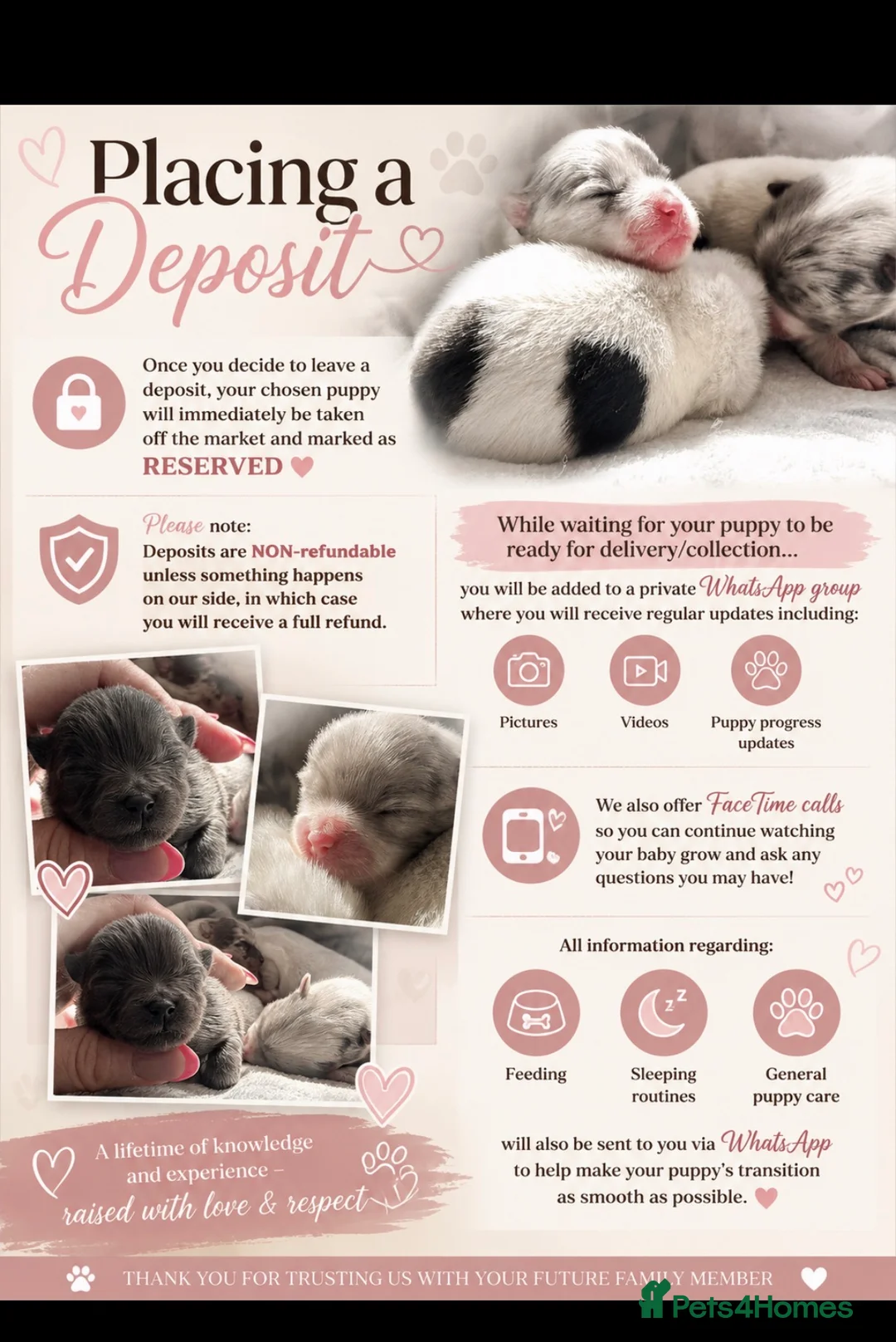 Pomeranian dogs for sale: 🧬💝TEDDY BEAR POMERANIANS 💝🧬 - Advert 2