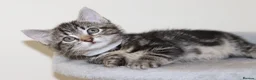 Mixed Breed cats for sale: Adorable Kittens Ready Soon - Advert 25