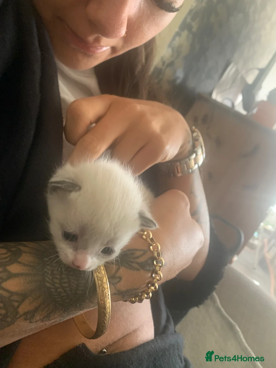 Ragdoll cats for sale: 2 Mixed rag doll kittens for sale  in Prudhoe - Advert 4